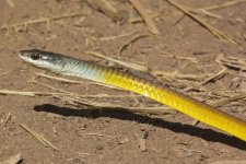 A06 CommonTreeSnake7317.jpg