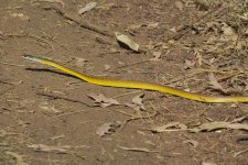 A07 CommonTreeSnake7319.jpg