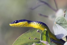 A08TreeSnake8936 copy.jpg