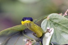 A09TreeSnake8929 copy.jpg
