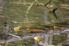 A10 KeelbackSnake7658.jpg