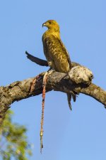 A11 WhistlingKiteWSnake6609.jpg