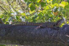B04 MertensWaterMonitor8460.jpg