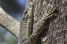 C06 LaceMonitor8448.jpg