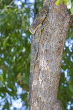 D07 FrilledNeckLizard9185.jpg