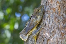 D08 FrilledNeckLizard9188.jpg