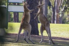 D09 BoxingKangaroos9193.jpg