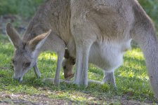 D10 Mom&JoeyGrazing9198.jpg