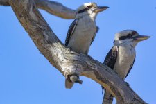 D11 LaughingKookaburra9247.jpg