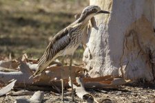 D12 BushStoneCurlew9253.jpg
