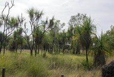 IMG_6448PandanusGrove.jpg