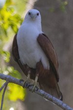 E15 BrahminyKite7120.jpg