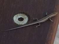 F16 DelicateSkink0332.jpg