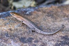 G17 BauxiteRainbowSkink7915.jpg