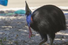 A01 SouthernCassowary8130.jpg