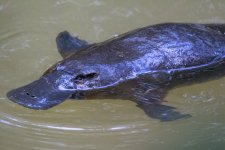A02 Platypus8181.jpg