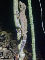 C06 ChamelionGeckoP7252320.jpg