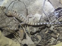 E12 BynoesGeckoP7262372.jpg