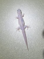F13 AsianHouseGeckoP7262369.jpg