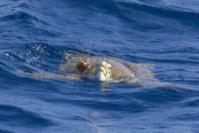A01 GreenSeaTurtle7862.jpg