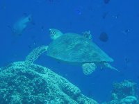 A02 GreenSeaTurtle7180198.jpg