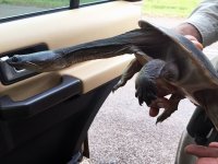 B03 NorthernLongNeckedTurtle3234.jpg