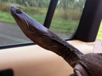 B04 NorthernLongNeckedTurtle3236.jpg