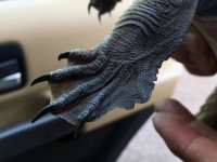 B05 NorthernLongNeckedTurtle3237.jpg