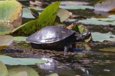 C08 KrefftsTurtle7663.jpg