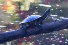 C09 KrefftsTurtle8055.jpg