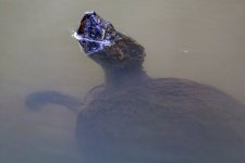 D11 SawShelledTurtle8171.jpg