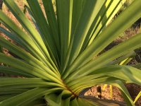 B02 Pandanus0300.JPG