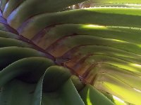 B03 NDwarfTreeFrog0303.jpg