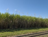 C05 P7290001MatureSugarCane.jpg
