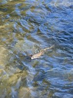 IMG_5239.jpeg