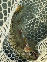 IMG_5245.jpeg