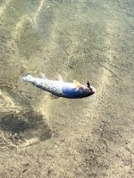 IMG_5235.jpeg