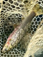 IMG_5248.jpeg