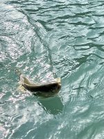 IMG_5264.jpeg