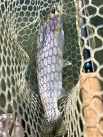 IMG_5266.jpeg
