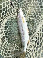IMG_5267.jpeg