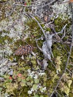 IMG_3724.jpeg