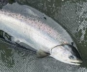 2024springer1.jpg