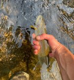 IMG_1101.jpeg