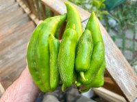 IMG_3966.jpeg