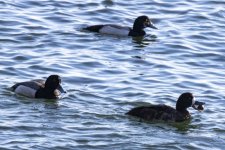 B02Scaups9599.jpg B02Scaups9599.jpg