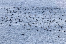 B01ScaupFlock9590.jpg B01ScaupFlock9590.jpg