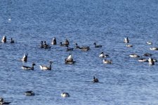 B03BrantFlock9716.jpg B03BrantFlock9716.jpg