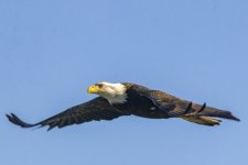 B07EagleInFlight9965.jpg B07EagleInFlight9965.jpg