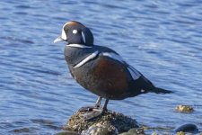 HarlequinDrake9714.jpg HarlequinDrake9714.jpg